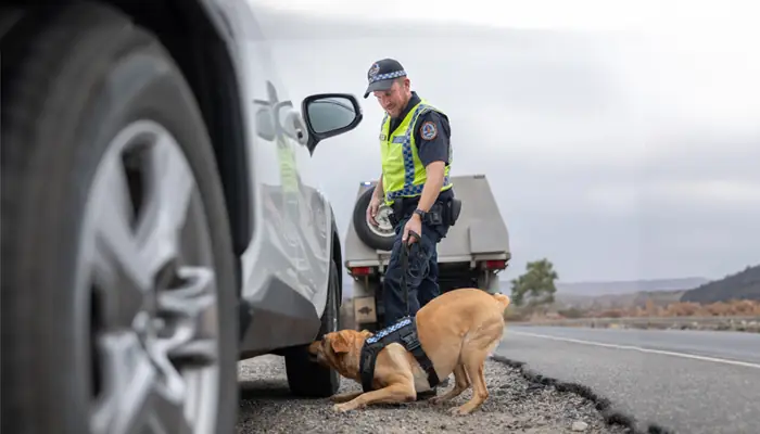 Making the Territory safer - dog unit